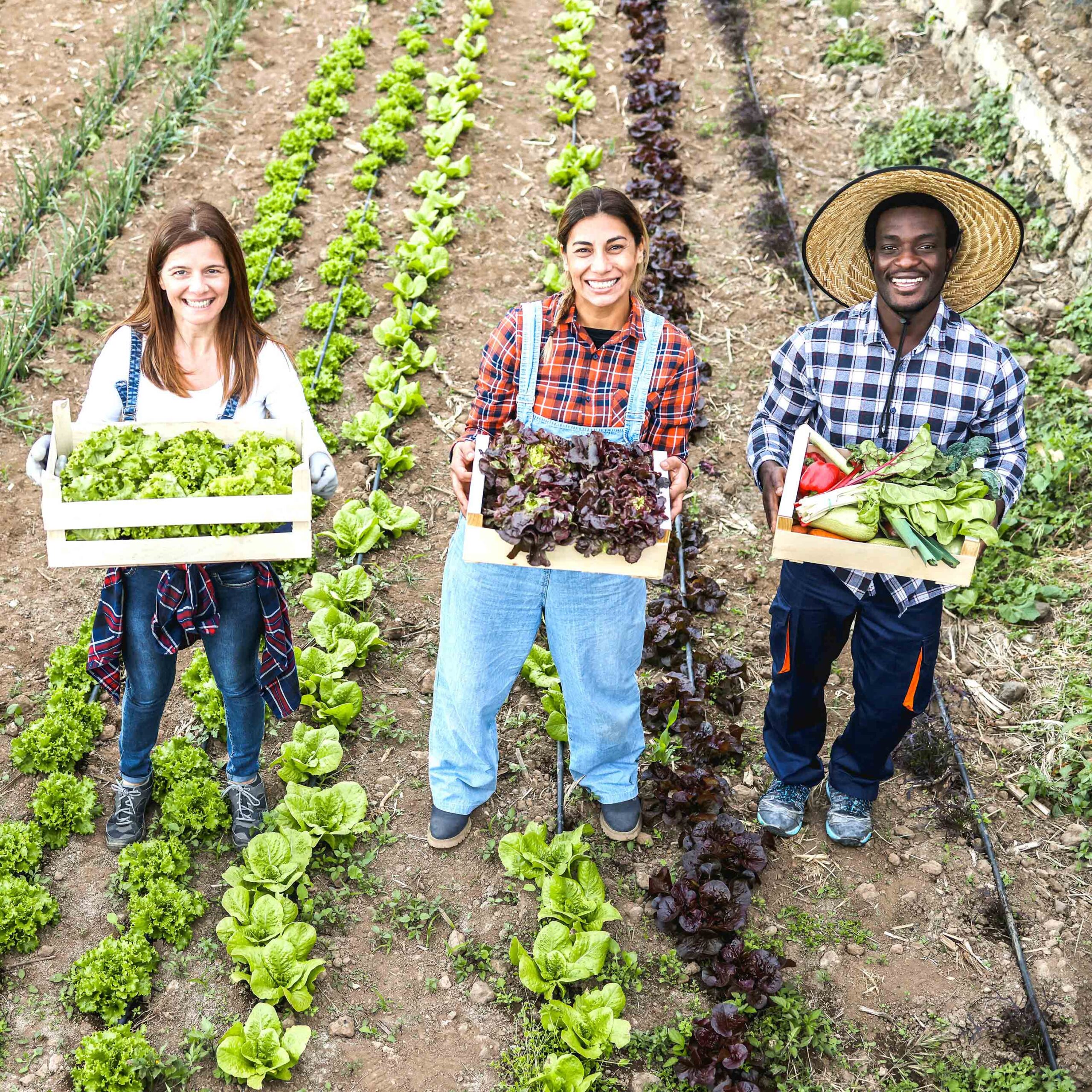 Fields of Risk: Empowering Farm Workers
